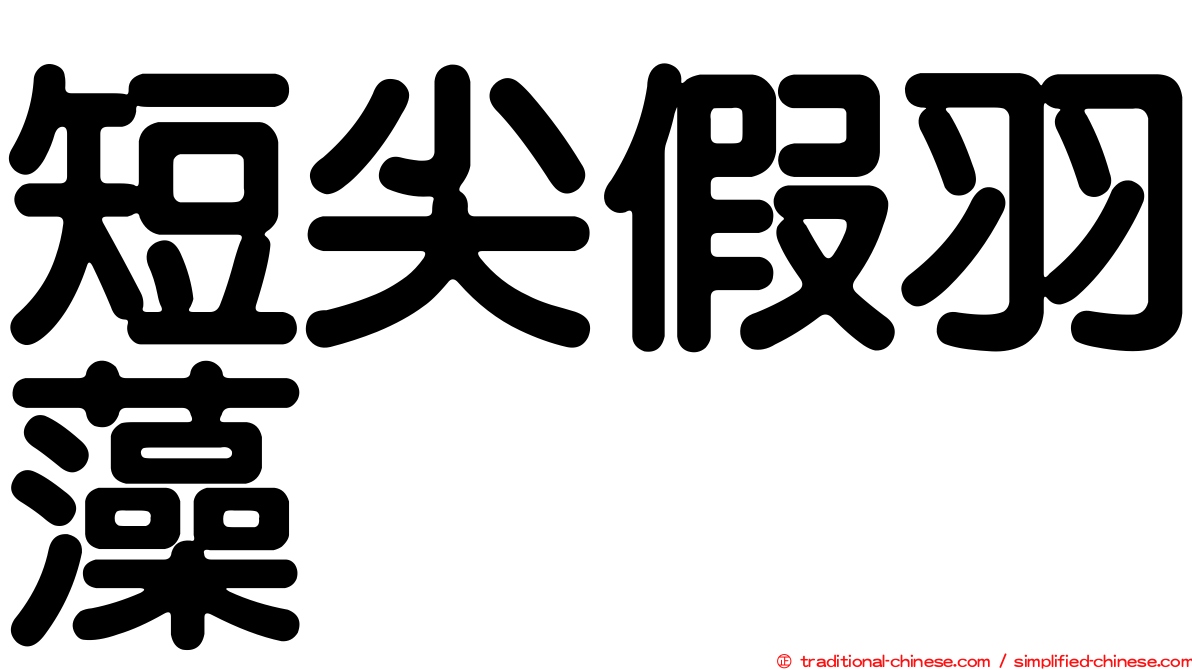 短尖假羽藻