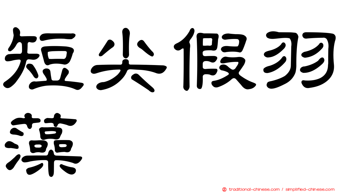 短尖假羽藻