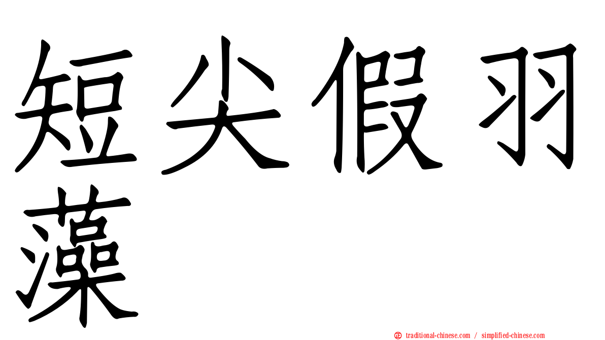 短尖假羽藻