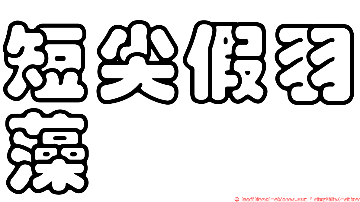 短尖假羽藻