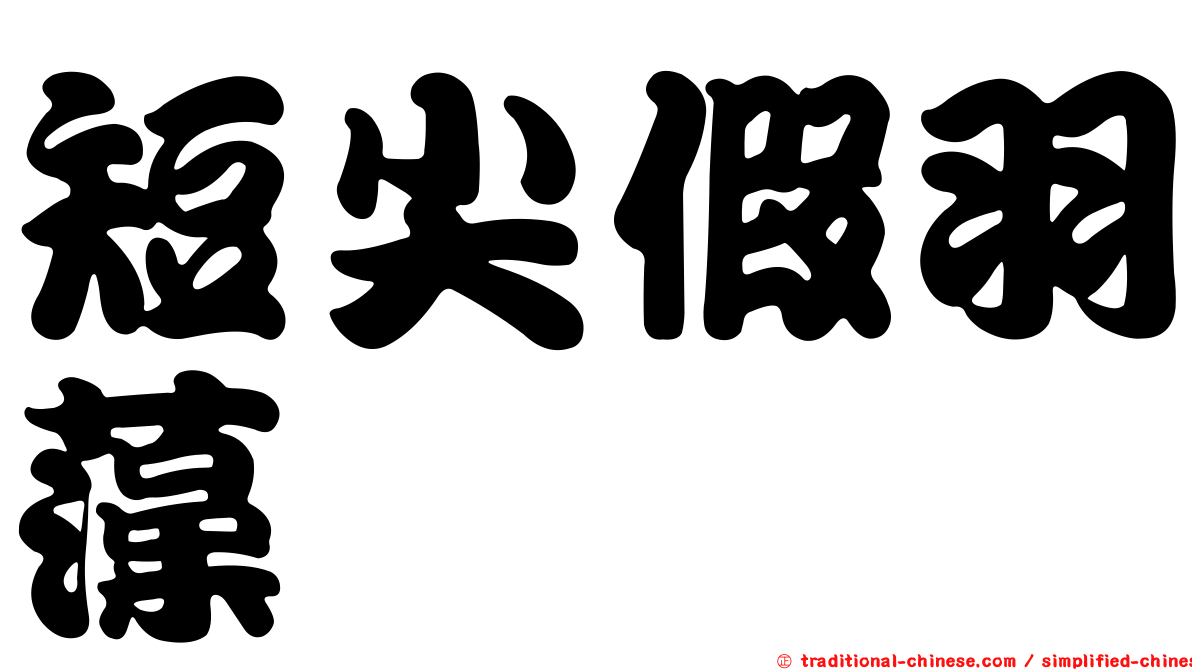 短尖假羽藻
