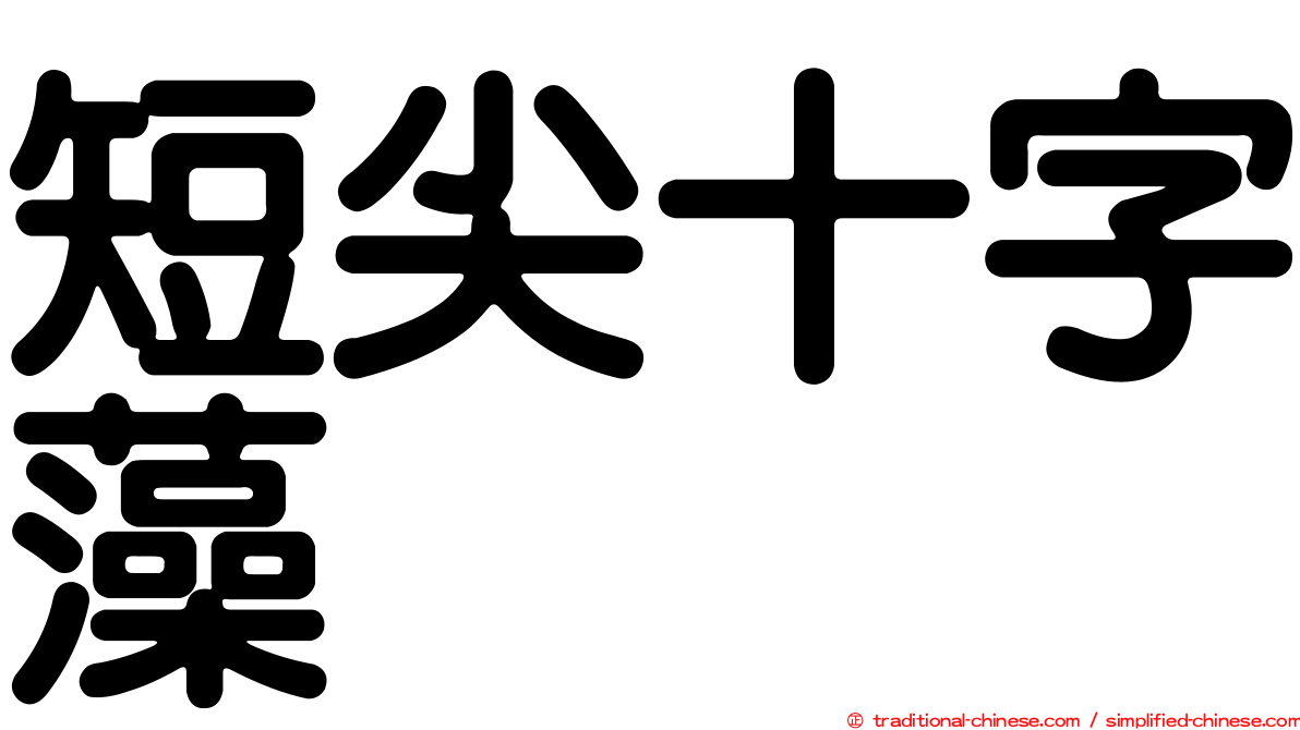 短尖十字藻