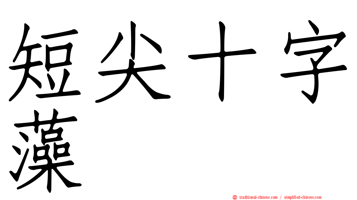 短尖十字藻