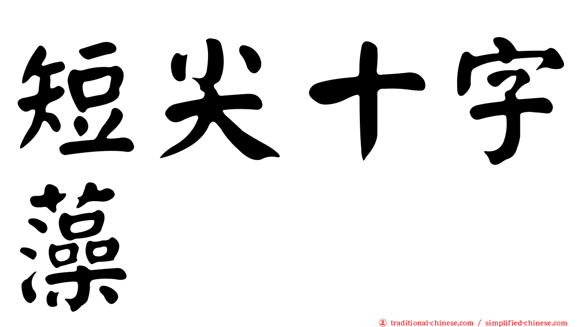 短尖十字藻