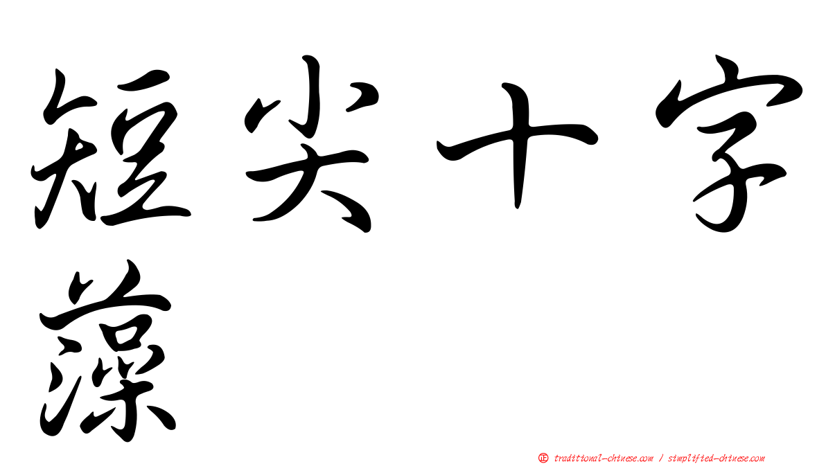 短尖十字藻