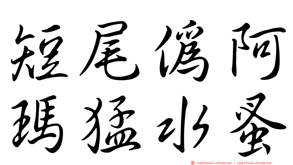 短尾偽阿瑪猛水蚤