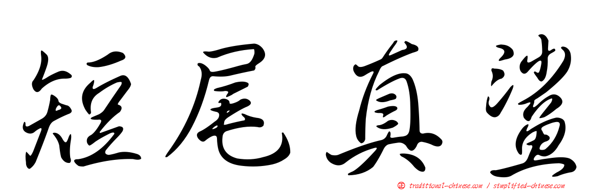 短尾真鯊