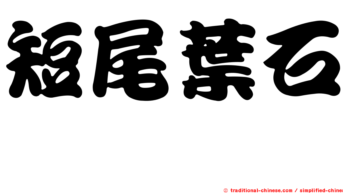短尾葉石櫟
