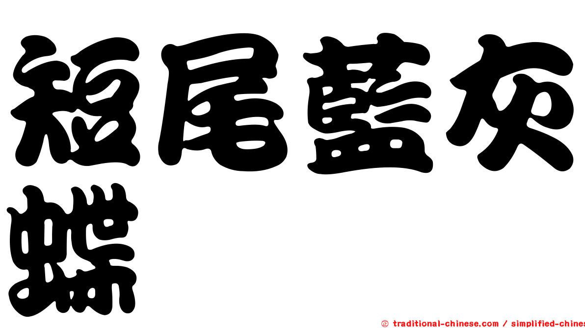 短尾藍灰蝶