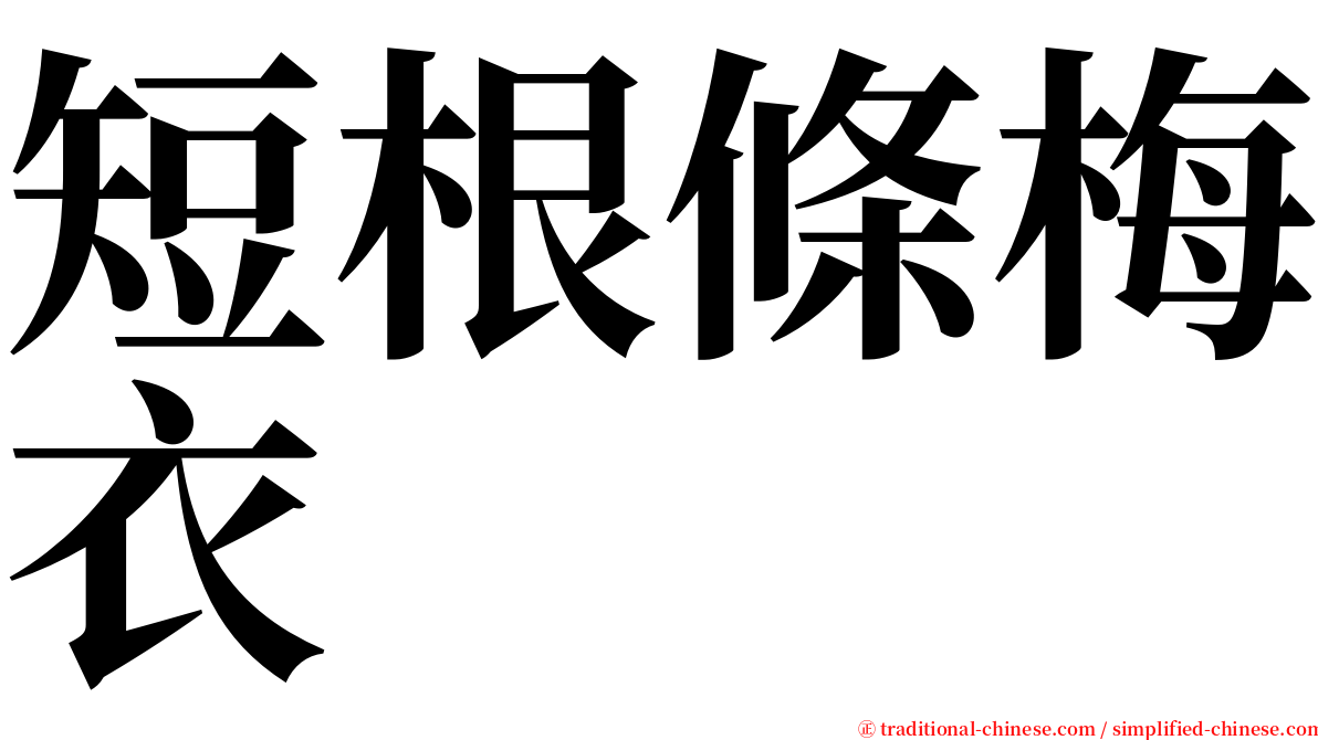 短根條梅衣 serif font