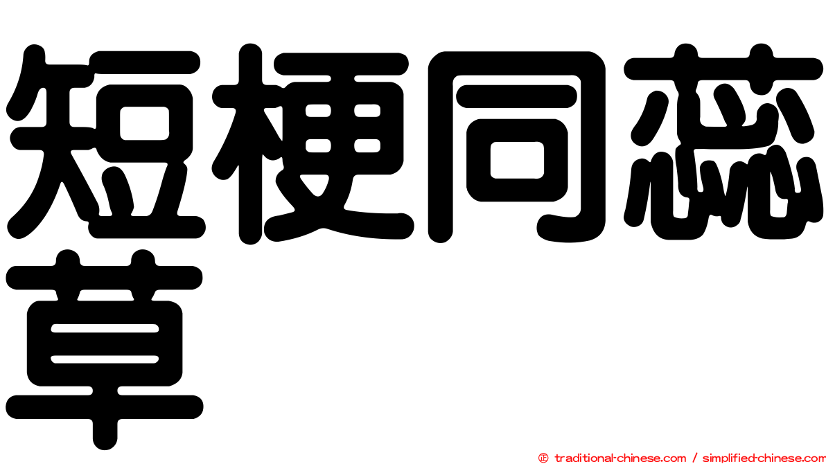 短梗同蕊草