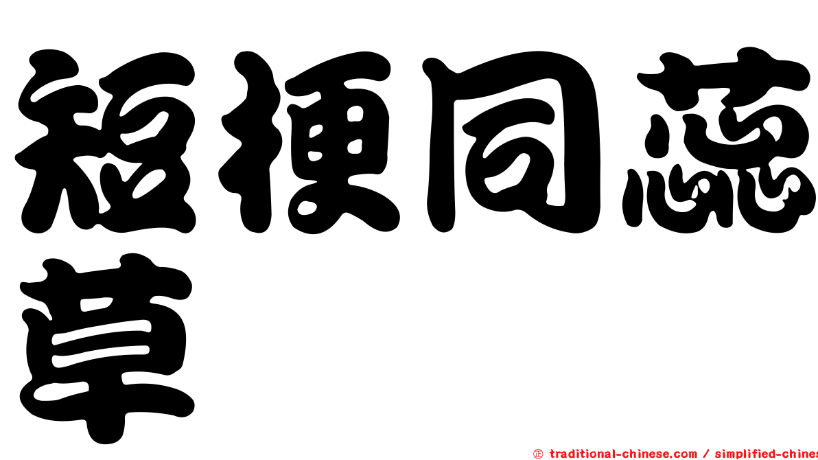 短梗同蕊草
