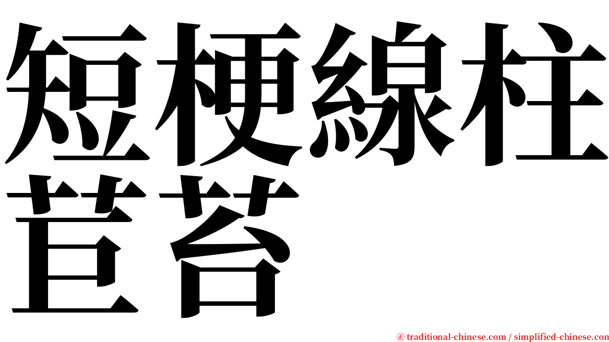 短梗線柱苣苔 serif font