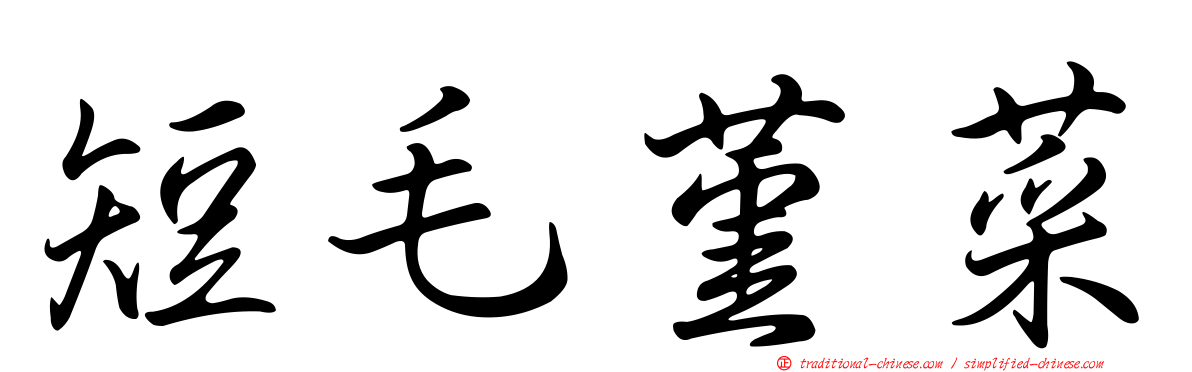 短毛堇菜