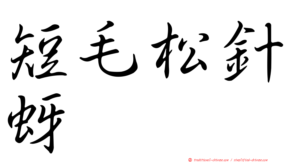 短毛松針蚜