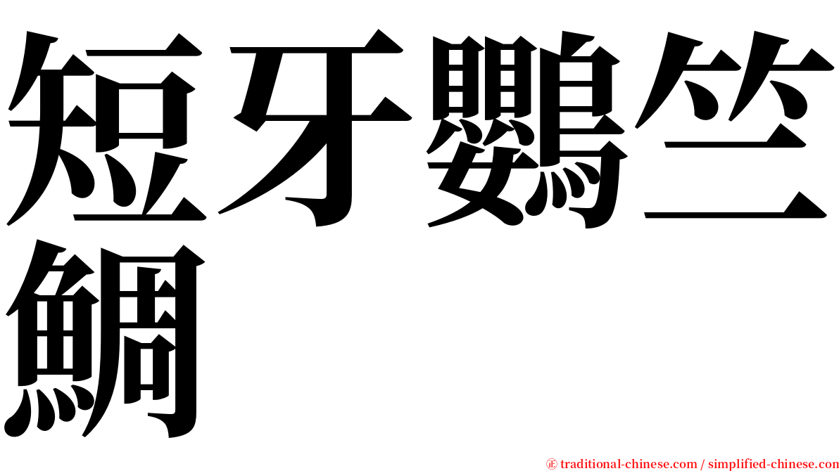 短牙鸚竺鯛 serif font
