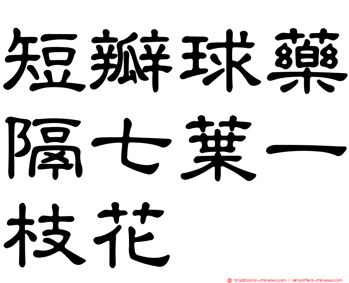 短瓣球藥隔七葉一枝花