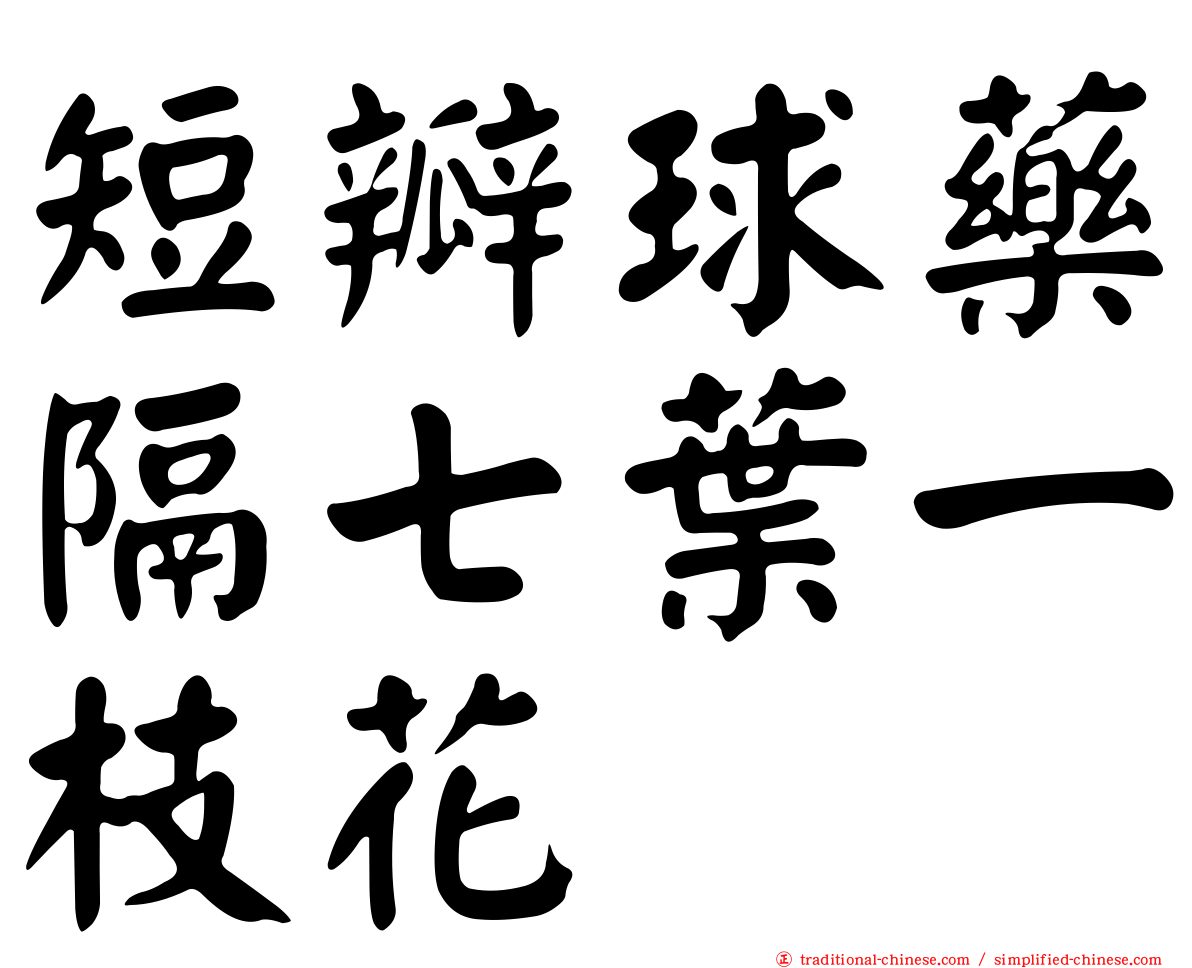 短瓣球藥隔七葉一枝花
