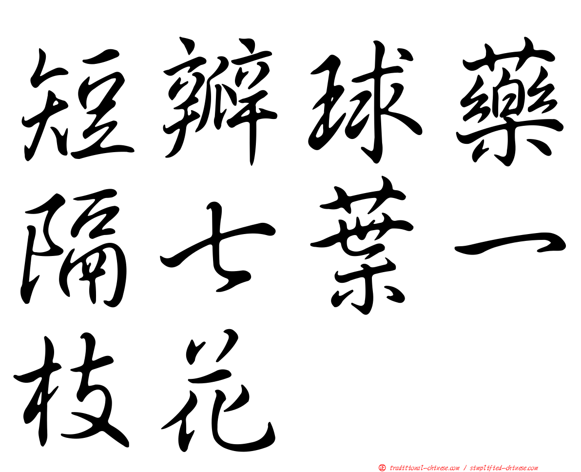 短瓣球藥隔七葉一枝花