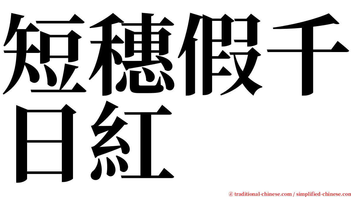 短穗假千日紅 serif font