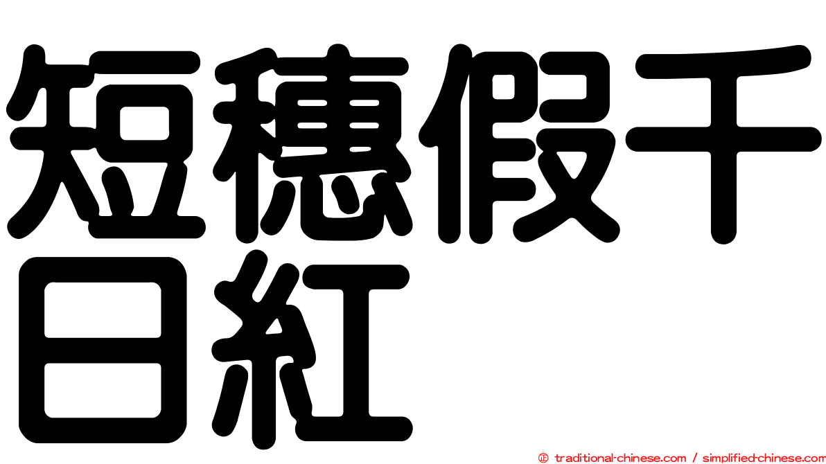 短穗假千日紅