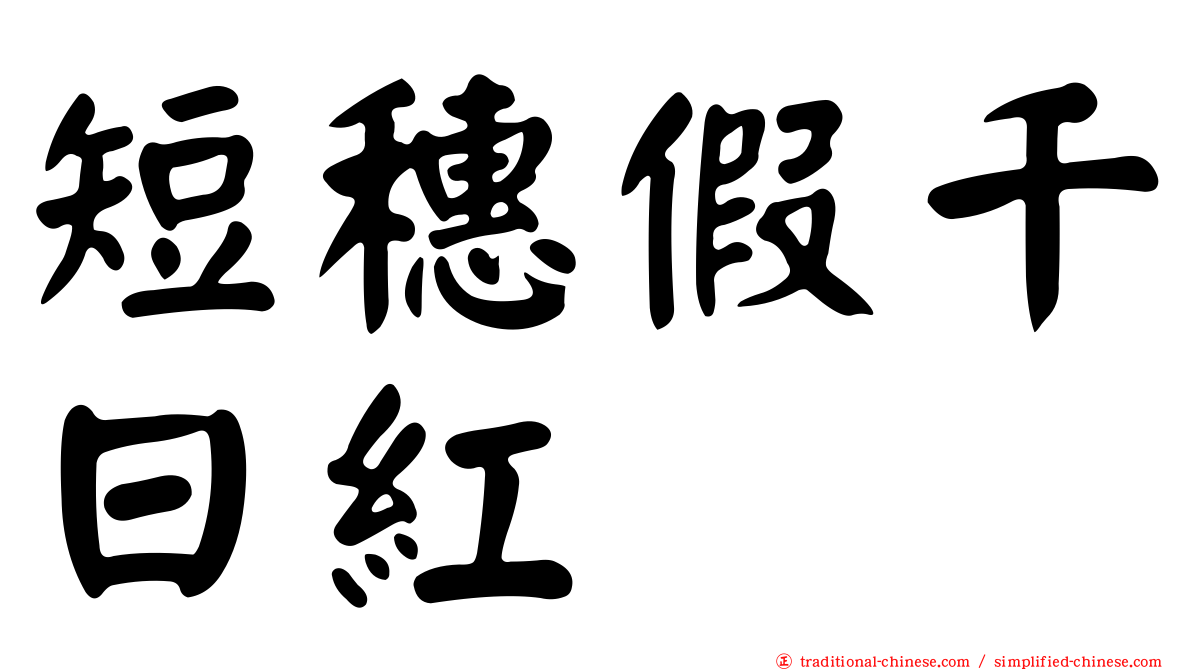 短穗假千日紅