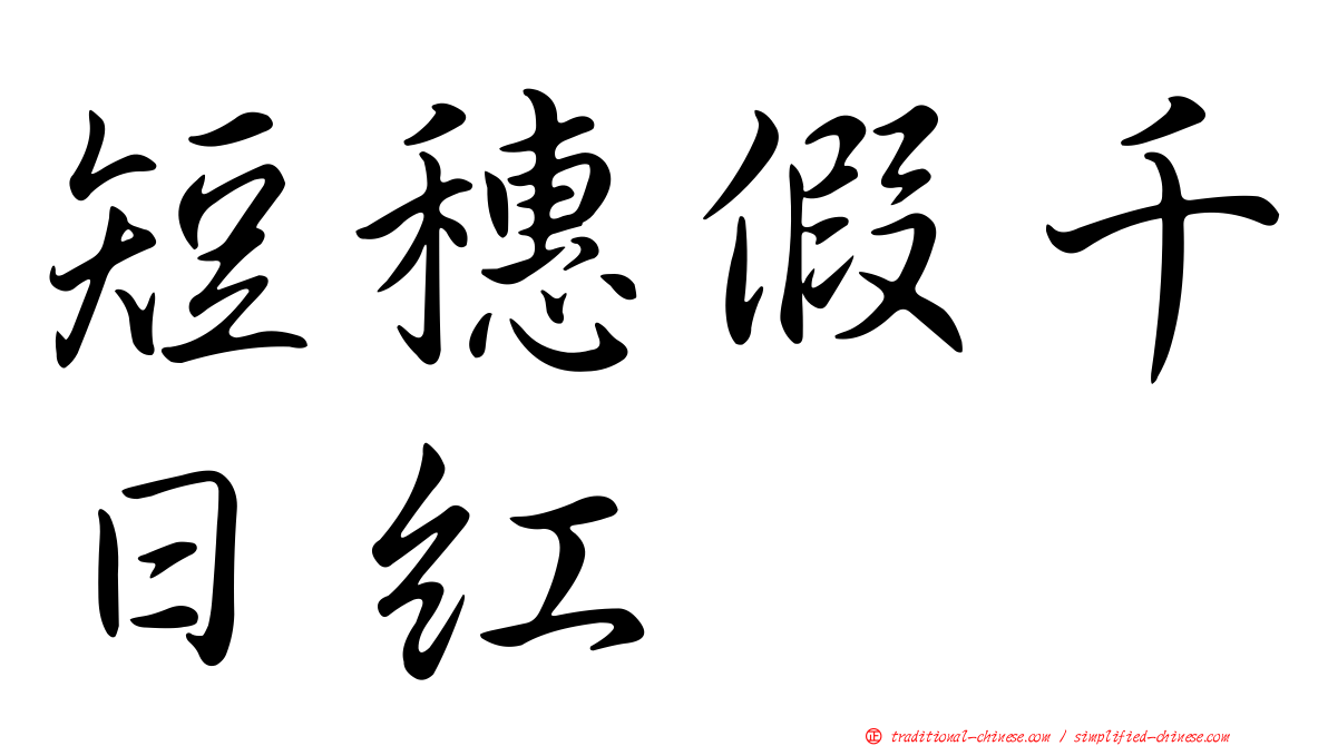 短穗假千日紅