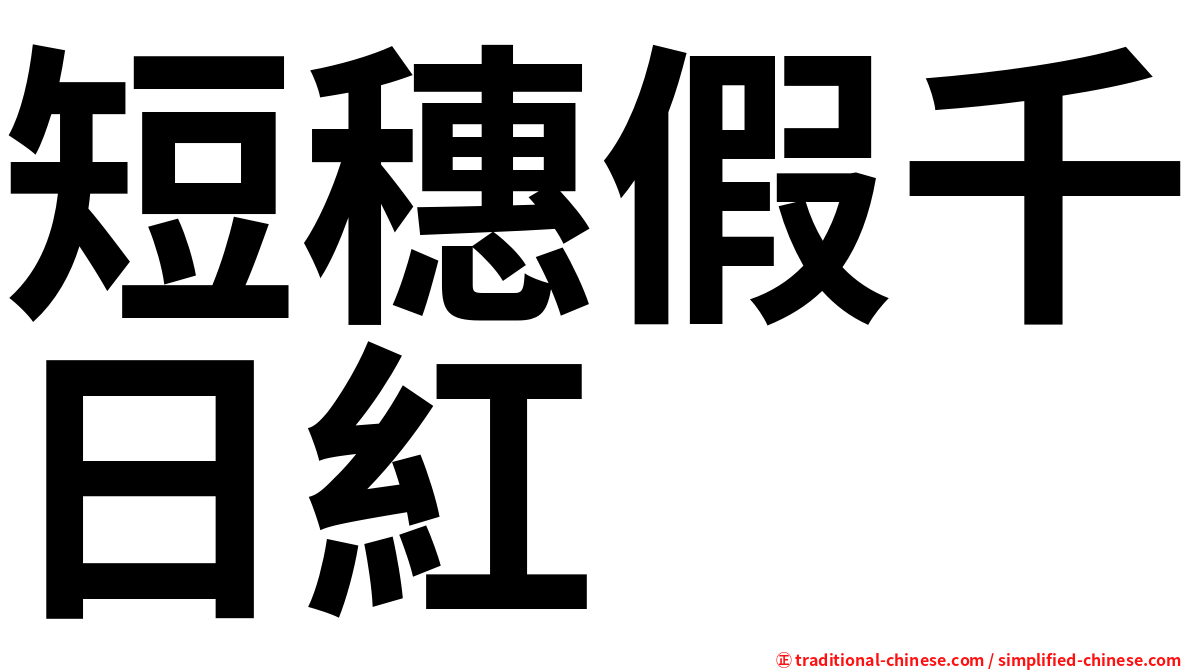 短穗假千日紅