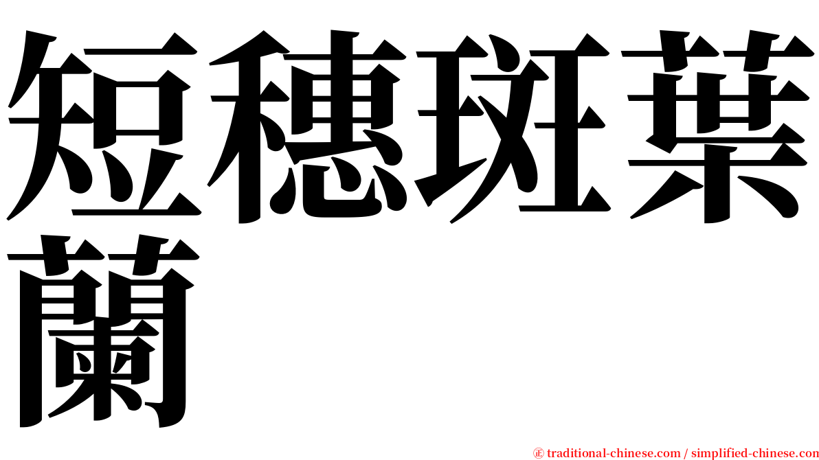 短穗斑葉蘭 serif font