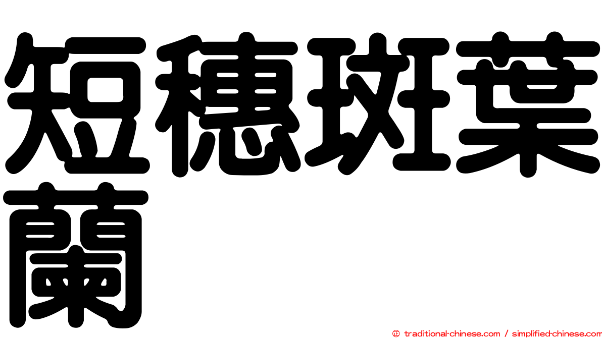 短穗斑葉蘭