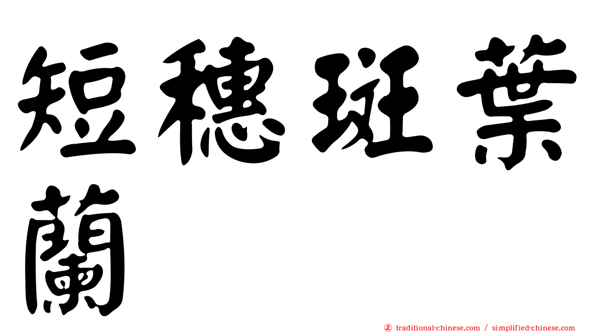 短穗斑葉蘭