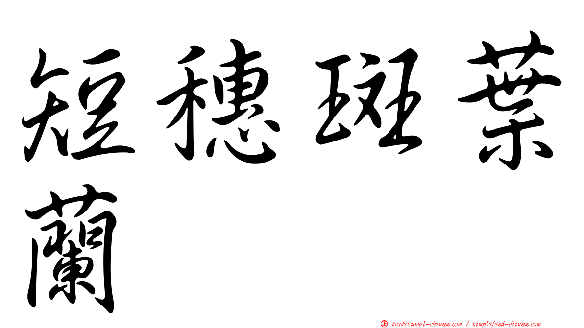 短穗斑葉蘭