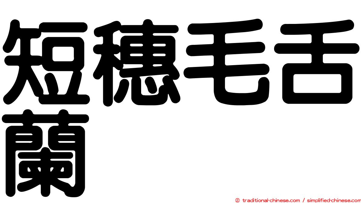 短穗毛舌蘭