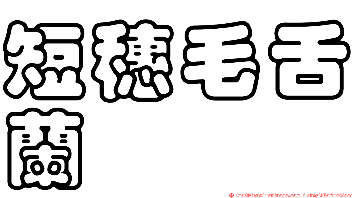 短穗毛舌蘭