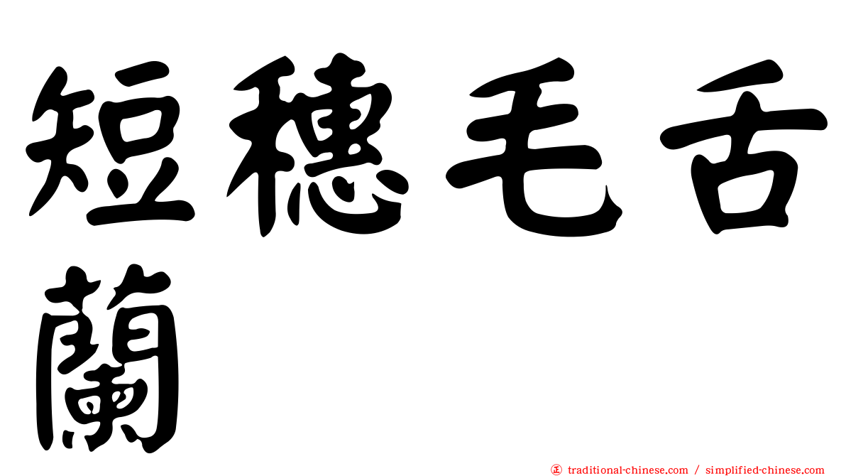 短穗毛舌蘭
