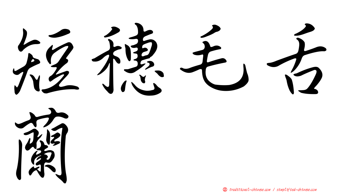 短穗毛舌蘭