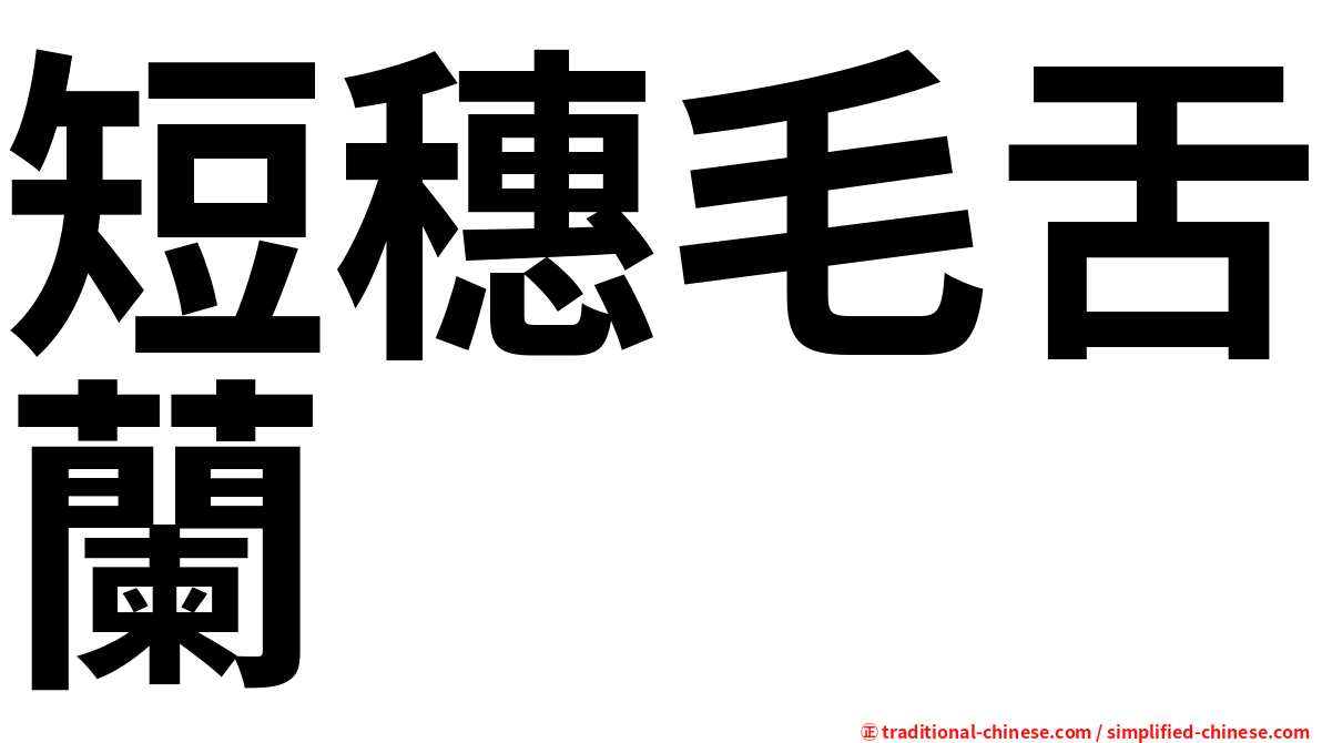 短穗毛舌蘭