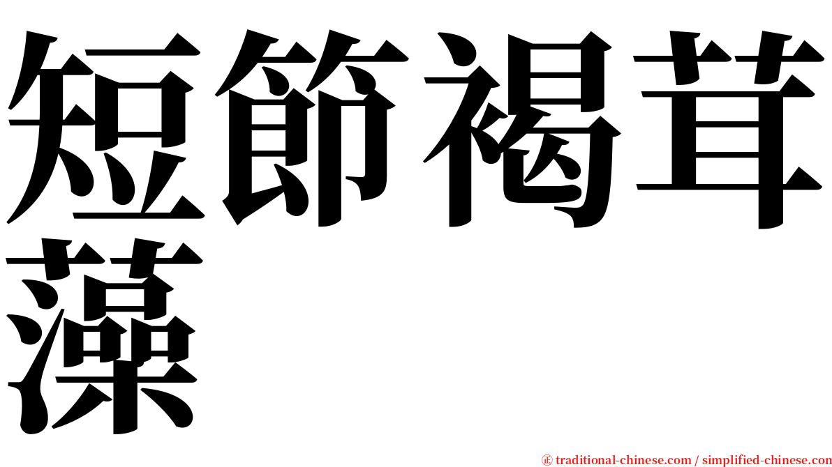 短節褐茸藻 serif font
