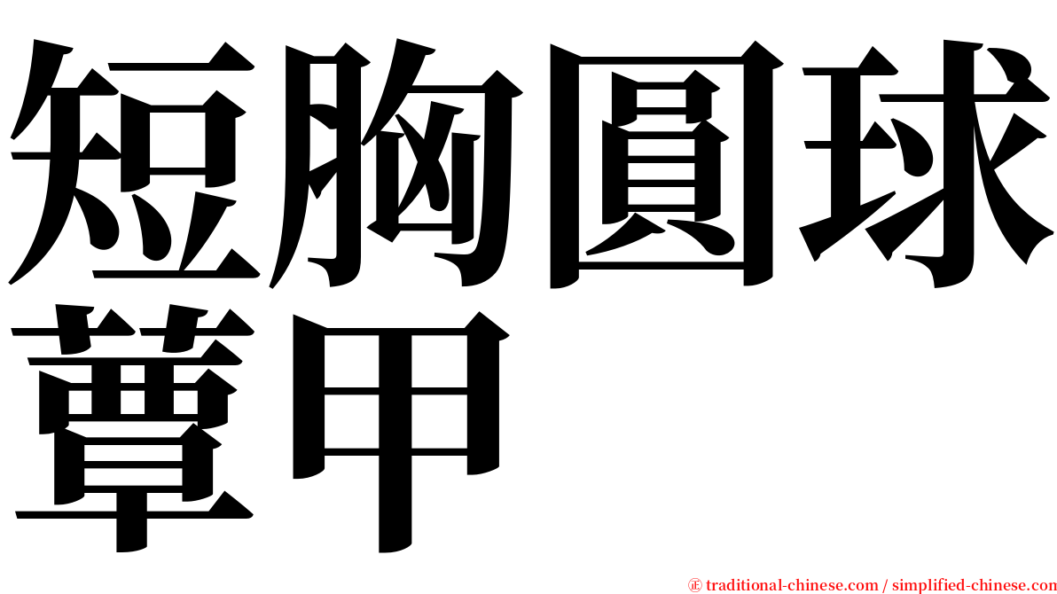 短胸圓球蕈甲 serif font