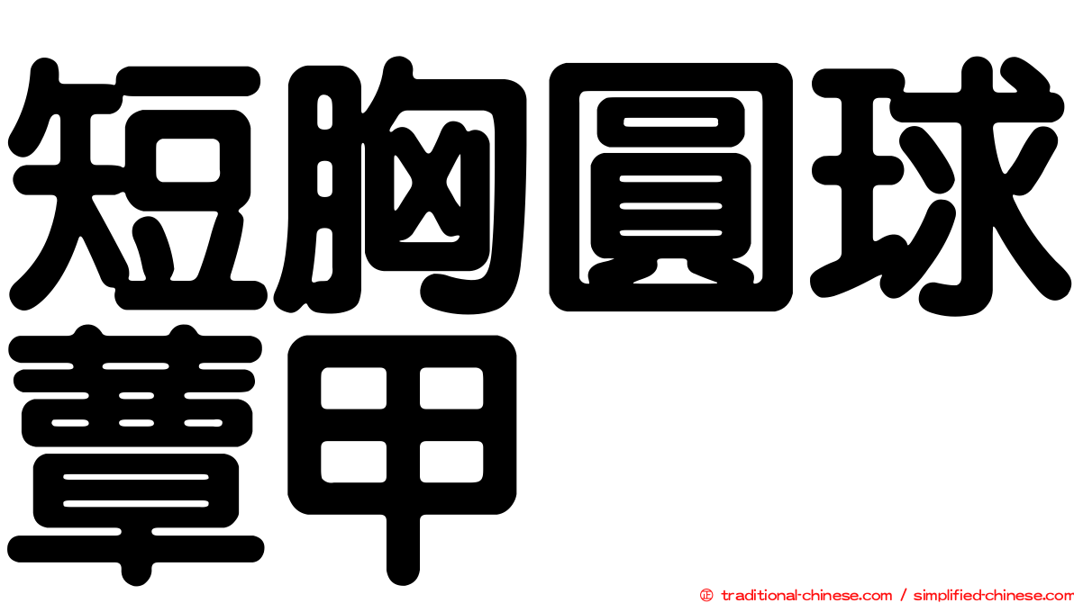 短胸圓球蕈甲