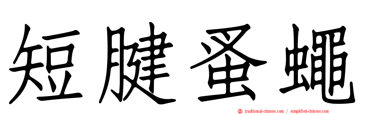 短腱蚤蠅
