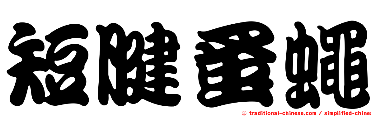 短腱蚤蠅