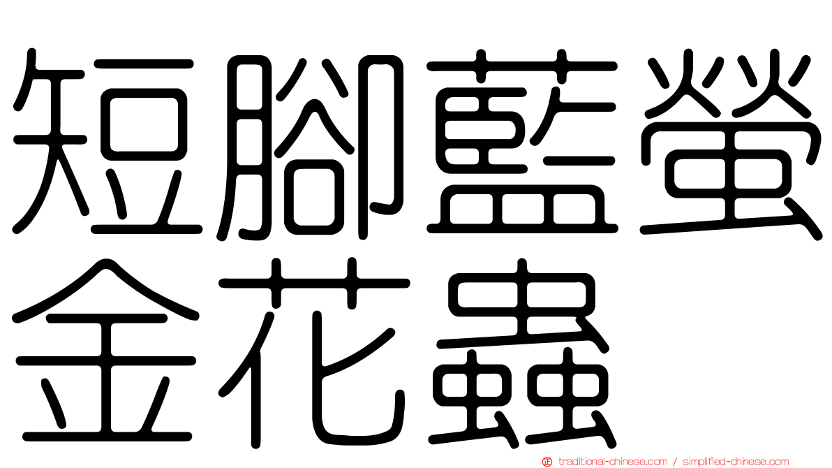 短腳藍螢金花蟲