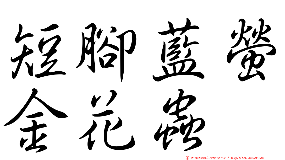 短腳藍螢金花蟲