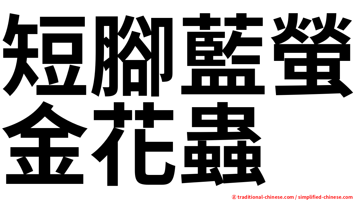 短腳藍螢金花蟲