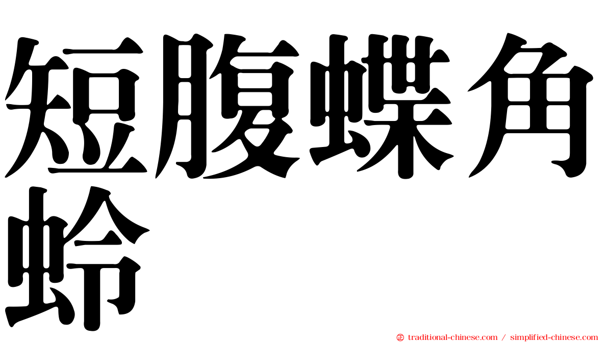 短腹蝶角蛉