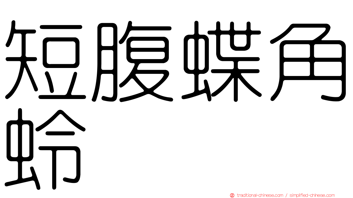 短腹蝶角蛉