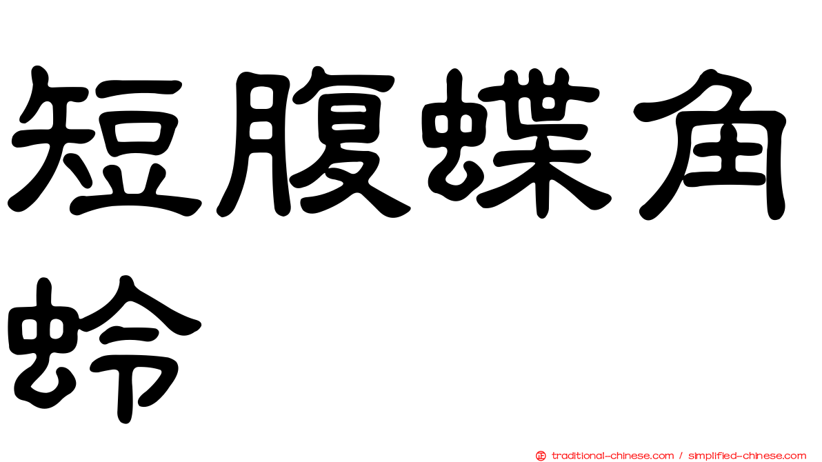 短腹蝶角蛉