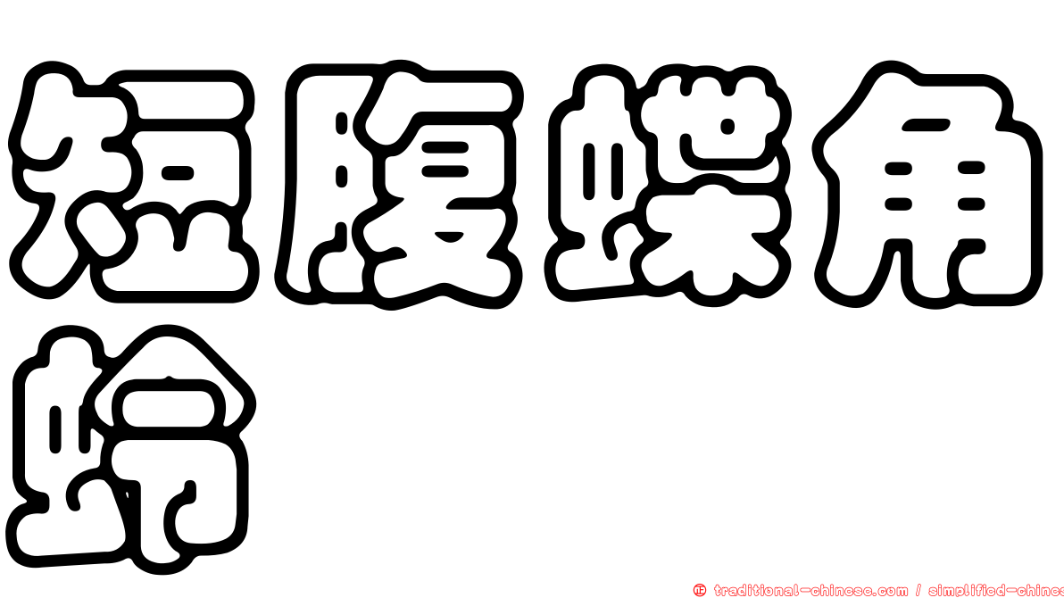 短腹蝶角蛉
