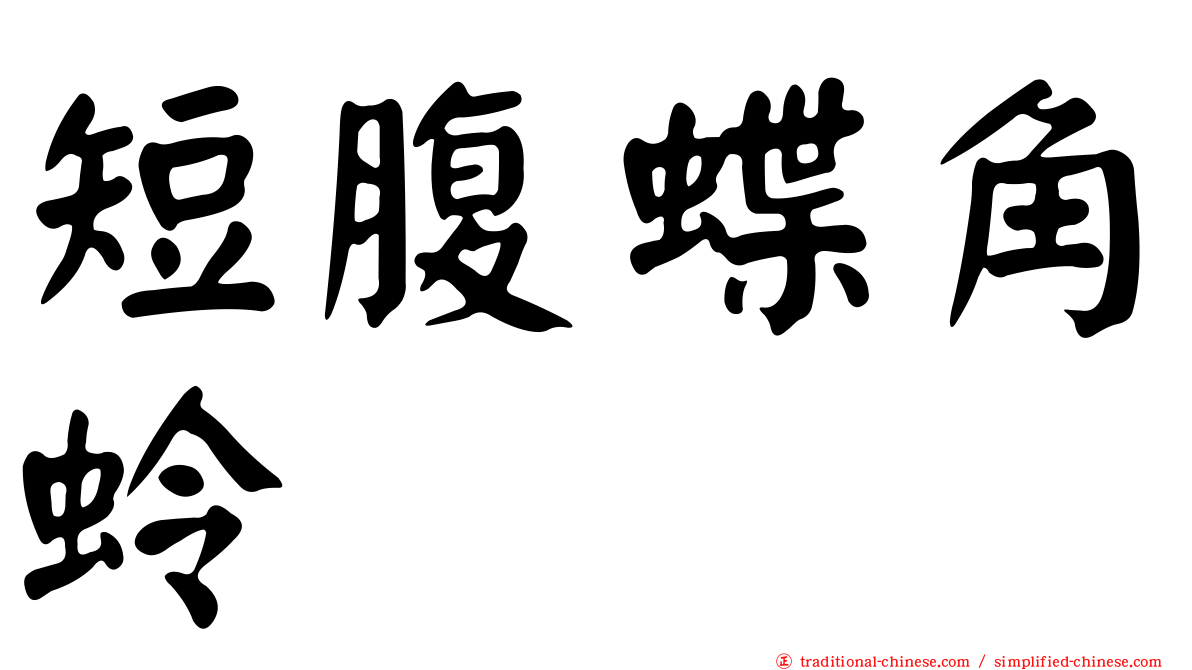 短腹蝶角蛉